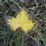 Saint-Barbant 13/10/2009