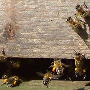 La Bazoge-Montpinçon 30/04/2014