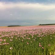 Marigny-le-Châtel 08/06/2014