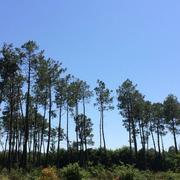 Saint-Paul-en-Born 13/06/2014