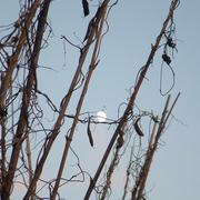 Arnac-la-Poste 04/11/2009