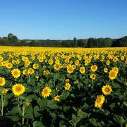 Lougratte 15/08/2014