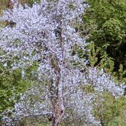 Cordes-sur-Ciel 18/08/2014