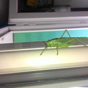 Saint-Aigulin 20/08/2014