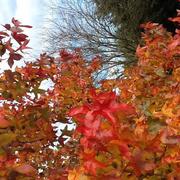 Puy-de-Serre 19/11/2014