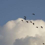 Chambourg-sur-Indre 29/11/2014