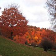 Fribourg-en-Brisgau 26/11/2009
