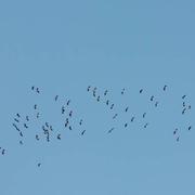 Triguères 12/02/2015