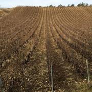 Les Riceys 20/02/2015