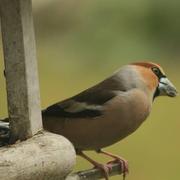 Pouydesseaux 14/03/2015