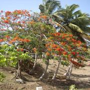 Sainte-Anne 24/06/2015