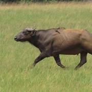 Port-Gentil 28/06/2015