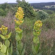 Saint-Anthème 02/07/2015