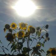 Grandjean 10/08/2015