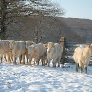 Brinon-sur-Beuvron 20/12/2009