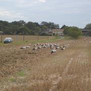 Dangé-Saint-Romain 26/08/2015