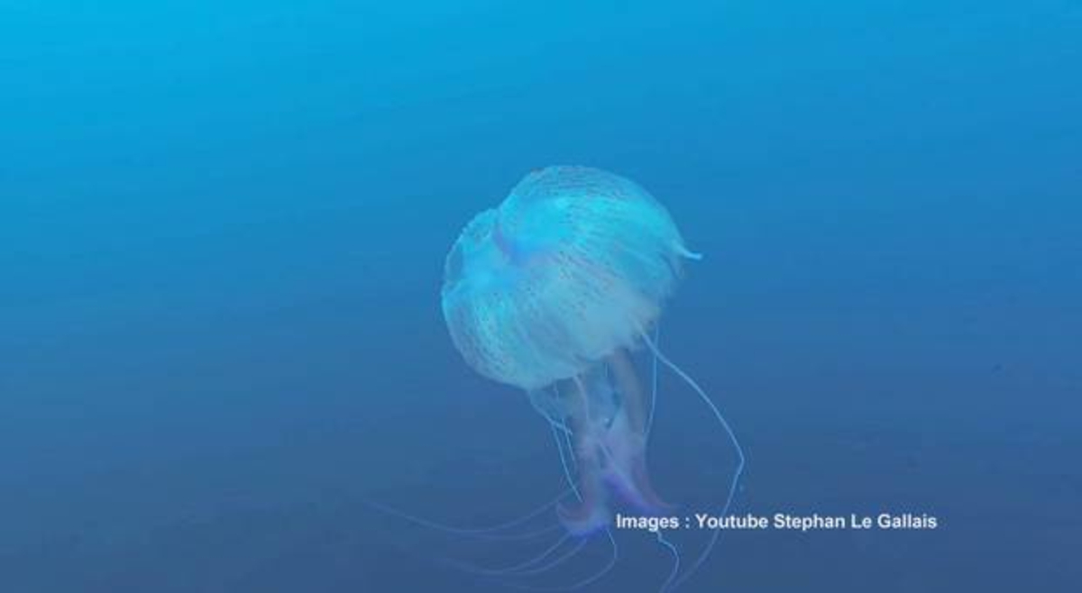 Que faire en cas de piqûre de méduse Actualités La Chaîne Météo