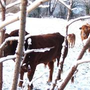 La Pommeraie 20/12/2009