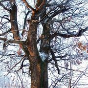 La Pommeraie 20/12/2009