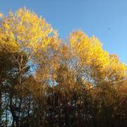 Vannes-sur-Cosson 01/11/2015