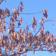 Sainte-Féréole 08/11/2015