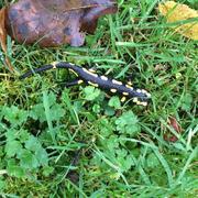 Belle-Isle-en-Terre 21/12/2015