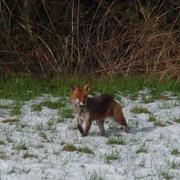 Sainte-Gauburge-Sainte-Colombe 18/01/2016