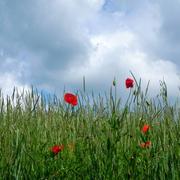 Bar-lès-Buzancy 05/06/2016