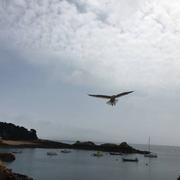 Île-de-Bréhat 07/06/2016