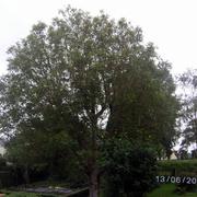 Tinchebray 13/06/2016