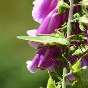 Chamberet 08/07/2016