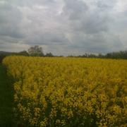 Coulanges-sur-Yonne 11/07/2016