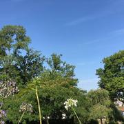 Confolens 15/08/2016