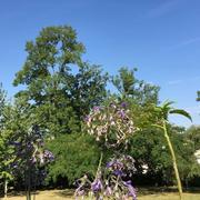 Confolens 15/08/2016