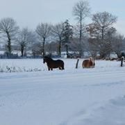 Trémorel 05/01/2010