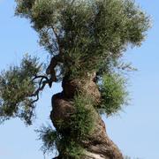 Grottaglie 25/09/2016