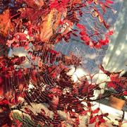 Brienne-le-Château 23/10/2016