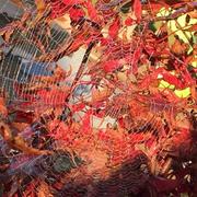 Brienne-le-Château 23/10/2016