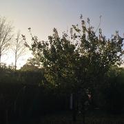 Baguer-Pican 06/11/2016