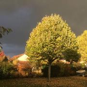 Argent-sur-Sauldre 08/11/2016