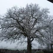 Saint-Amand-sur-Sèvre 31/12/2016