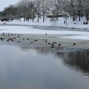 Cléguérec 11/01/2010