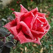 Thaumiers 01/01/2017