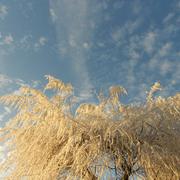 Altviller 02/01/2017