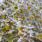 Le Mesnil-sur-Oger 02/01/2017