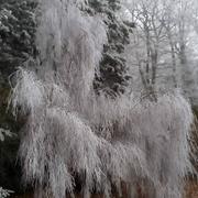 Loché-sur-Indrois 04/01/2017