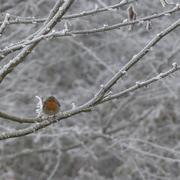 Rouziers-de-Touraine 12/01/2017