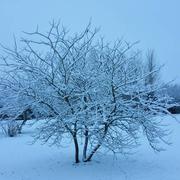 Bubertré 14/01/2017