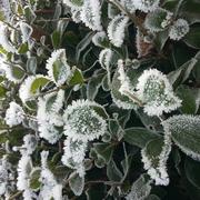 Bellenaves 30/01/2017