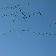 Triguères 15/02/2017